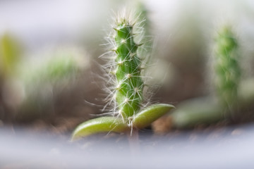 Opuntia engelmannii 2
