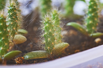 Opuntia engelmannii