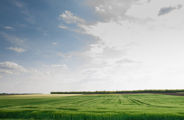Obraz premium Green filed crops