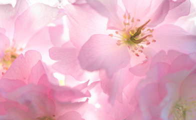 Blüten der Japanischen Kirsche im Frühling