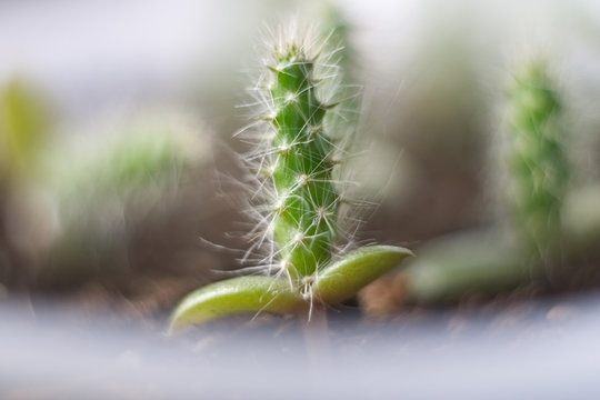 Opuntia engelmannii 2