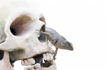 Lizard in the eye of human skull