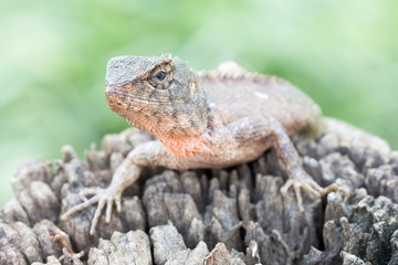 Close up Lizard on the log