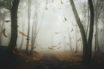 Papier Peint photo Lavable Automne feuilles soufflées par le vent dans la forêt brumeuse
