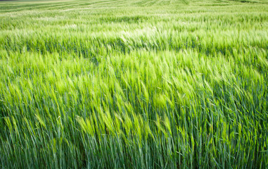 Green filed crops