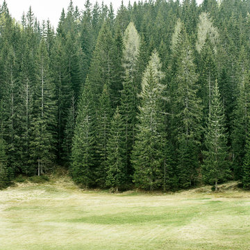 Fototapeta Alpine pasture and healthy forest of coniferous trees