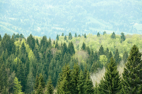 Fototapeta Healthy, colorful coniferous and deciduous forest