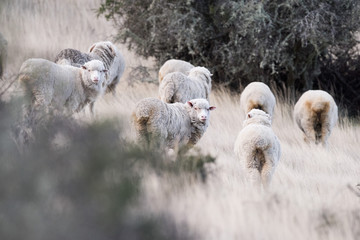 sheep flock on patagonia grass background © Andrea Izzotti