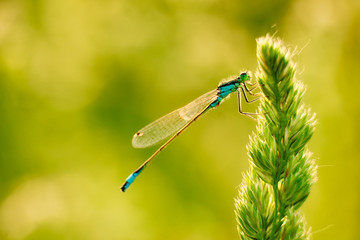 Dragonfly on the grass
