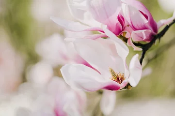 Photo sur Plexiglas Magnolia Fleur de magnolia enchanteresse