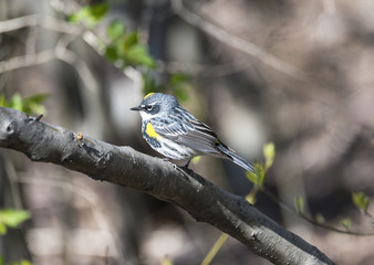 yellow-rumped warbler (Setophaga coronata)