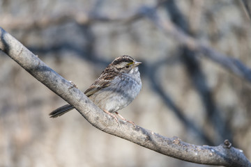  house sparrow (Passer domesticus)