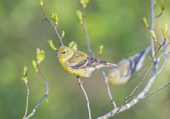 American goldfinch (Spinus tristis)