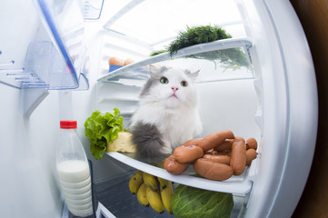 cat steals sausage from the refrigerator