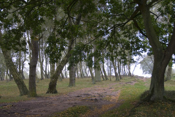Stanton Moor, Derbyshire, UK