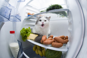 cat steals sausage from the refrigerator
