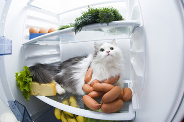 cat steals sausage from the refrigerator