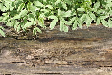 Background - the wood and leaves