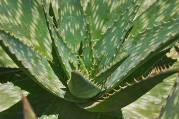 aloe