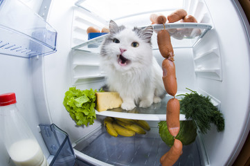 cat steals sausage from the refrigerator