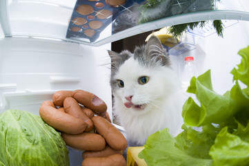 cat steals sausage from the refrigerator