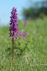 Obraz premium Stattliches Knabenkraut (Orchis mascula) 