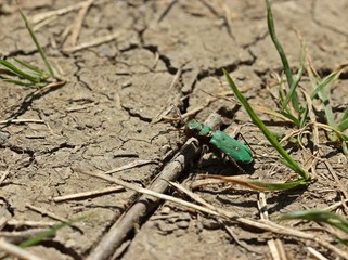 Feldsandläufer (Cicindela campestris)