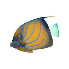 Tropical fish isolated on white: Blue-ringed Angelfish