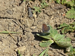 Zwerg-Bläuling (Cupido minimus)