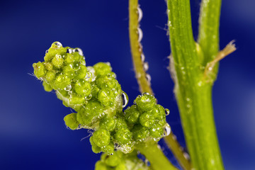 Weinrebe Trauben Triebe