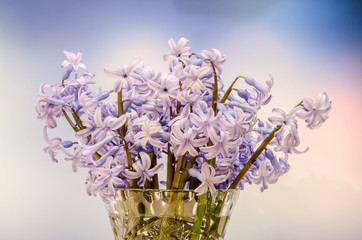 Mauve Hyacinthus orientalis flowers, hyacinth,  Dutch hyacinth. 