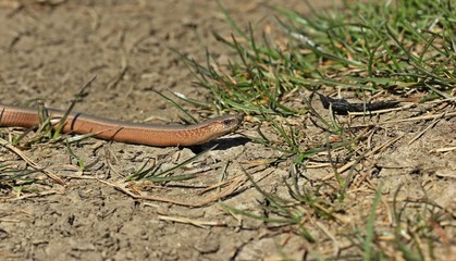 Blindschleiche (Anguis fragilis) am Dörnberg

