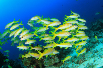 Fototapeta na wymiar Underwater coral reef and fish