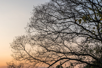 Branch of tree with sunset ray