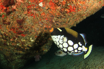 Underwater coral reef and fish