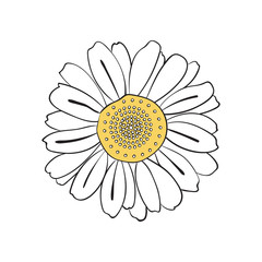 Illustration of hand drawn daisy