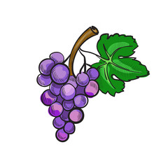 Fototapeta premium Illustration of hand drawn doodle grapes