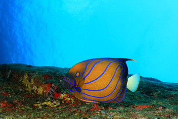 Underwater coral reef and fish