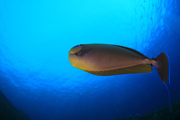 Underwater coral reef and fish