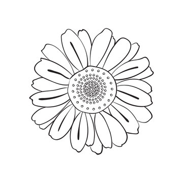 Illustration of hand drawn daisy, doodle style