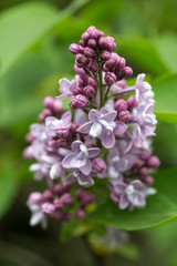 Green branch with spring lilac flowers
