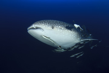 Whale Shark