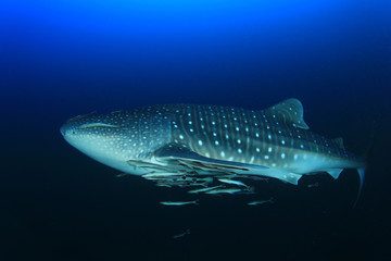 Fototapeta premium Whale Shark