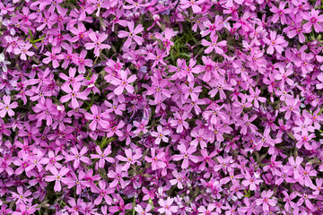 Aubrieta cultorum - pink or purple small flowers