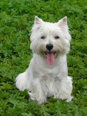Westie