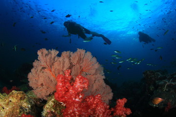 Scuba diving on coral reef