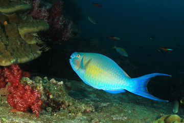 Naklejka na ściany i meble Underwater coral reef with tropical fish