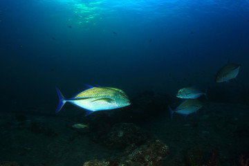 Fototapeta na wymiar Underwater coral reef with tropical fish