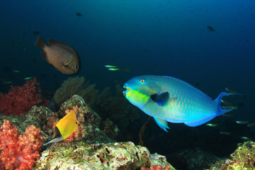 Naklejka na ściany i meble Underwater coral reef with tropical fish