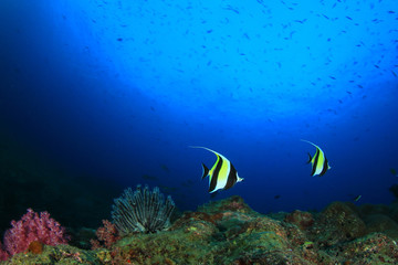 Obraz na płótnie Canvas Underwater coral reef with tropical fish